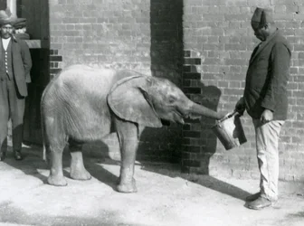 Junger afrikanischer Elefant Kiberenge wird von Darisha gefüttert, während Syed Ali im Hintergrund zusieht, London Zoo, September 1923